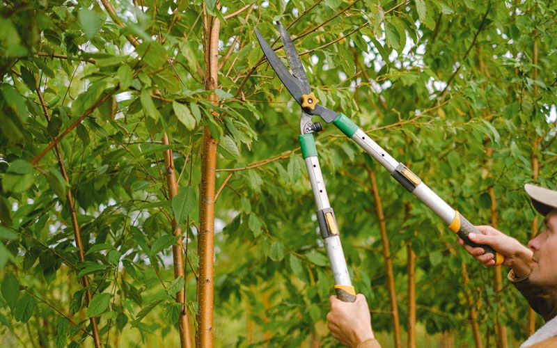 Tree trimming in Walworth, WI